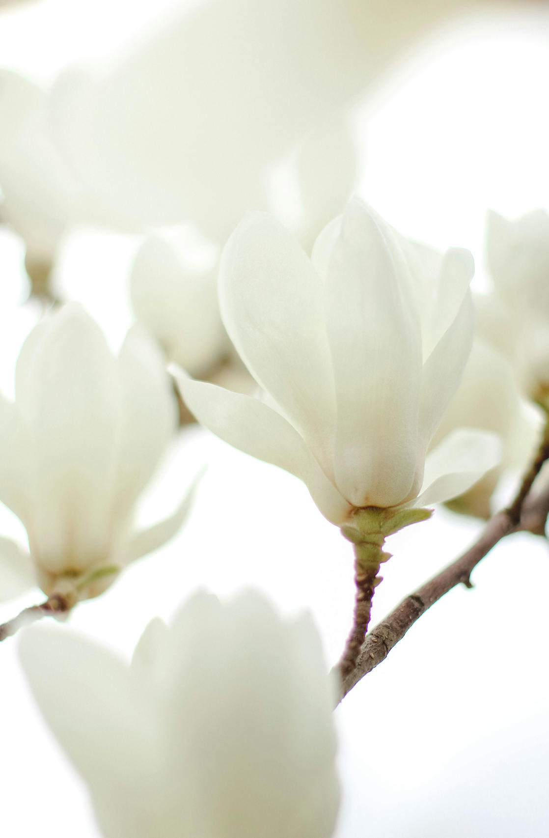 Alluring Ivory Bloom 50 ml Perfume Oil Rollerball