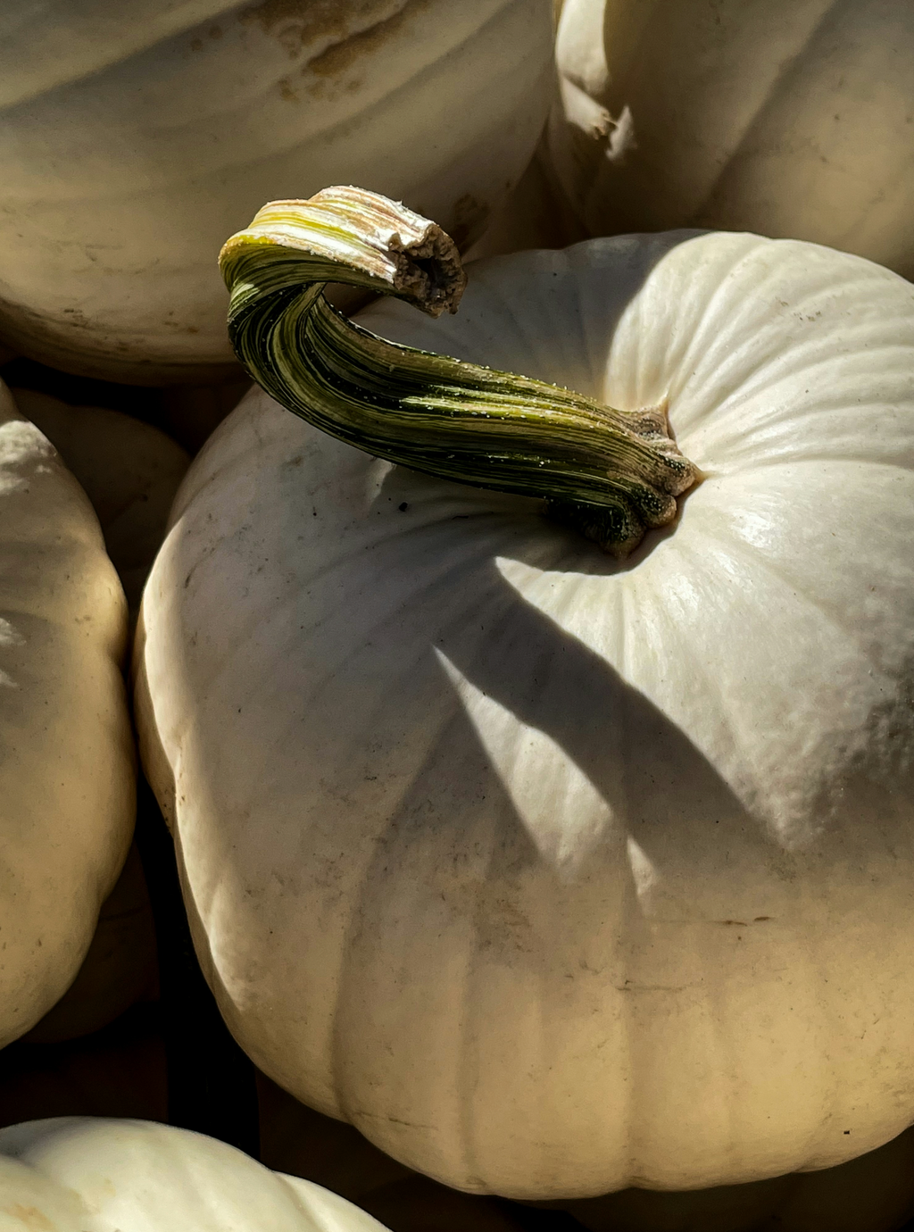 Tranquil White Pumpkin 100 ml Reed Diffuser