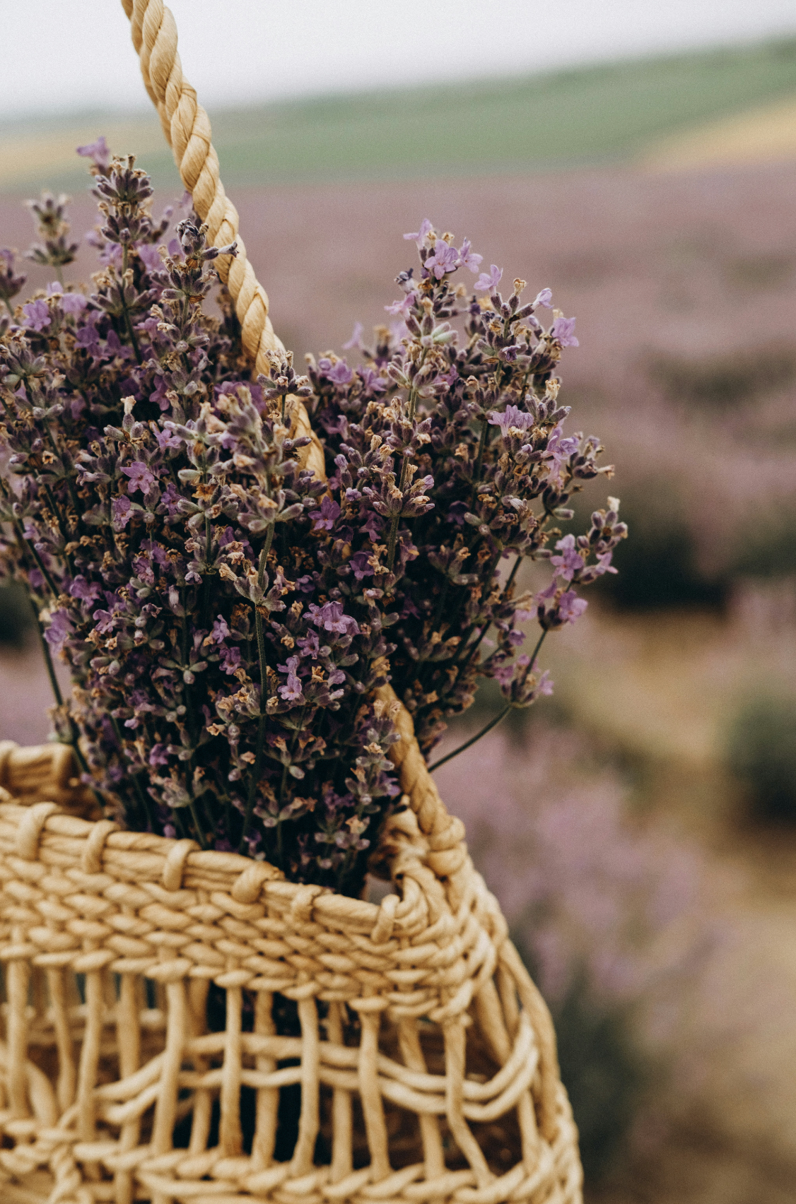 Tranquil Cedar & Lavender 100 ml Reed Diffuser