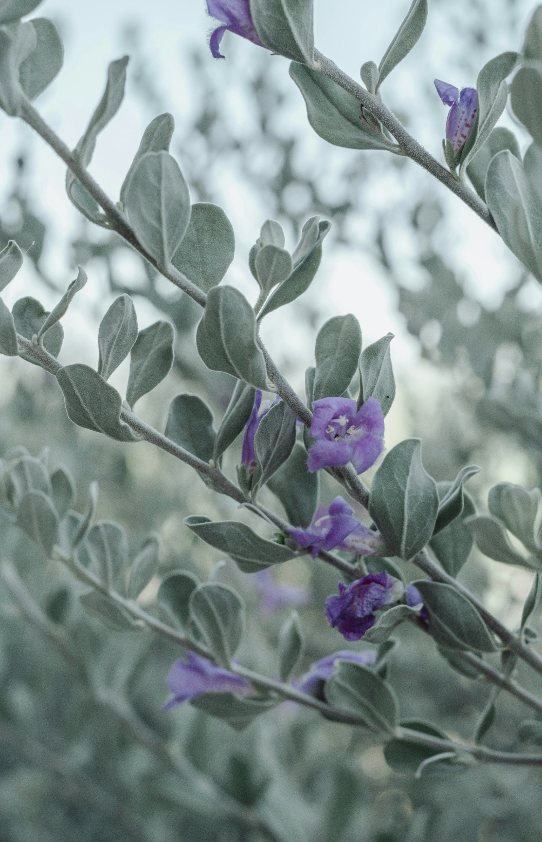 Aromatic Eucalyptus & Lavender 12 oz scented candle