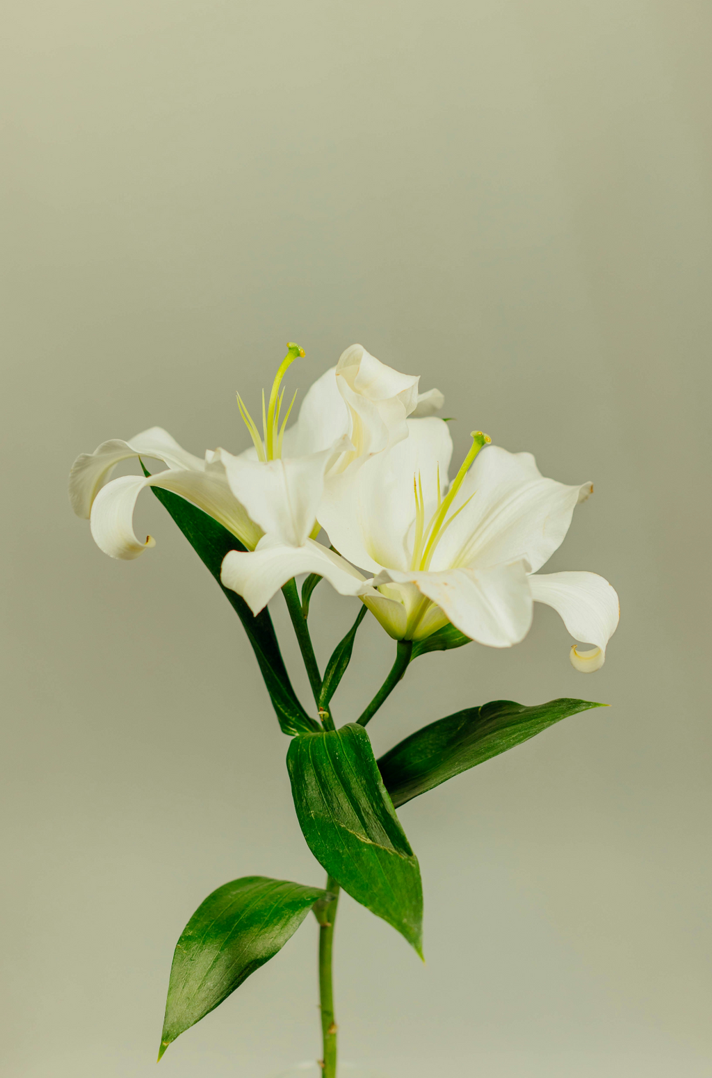 Tranquil Gardenia 100 ml Reed Diffuser