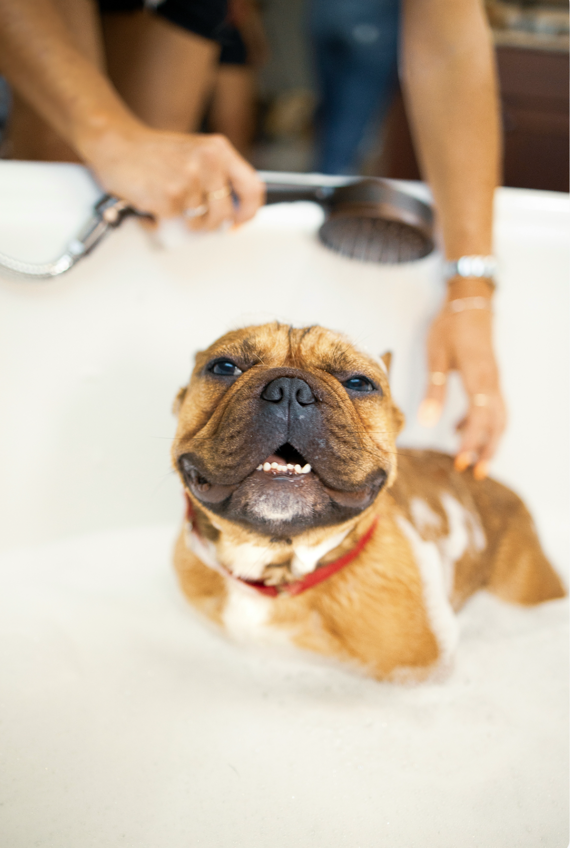 Gentle Sand + Paws Pet Shampoo & Conditioner - Vanilla Musk